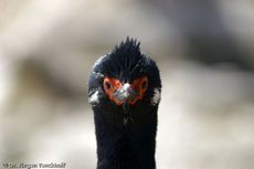 Rotfußkormoran (3 von 17).jpg